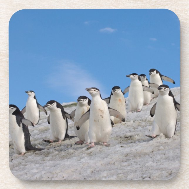 Chinstrap Penguins | Pygoscelis Antarktis Untersetzer (Vorderseite)