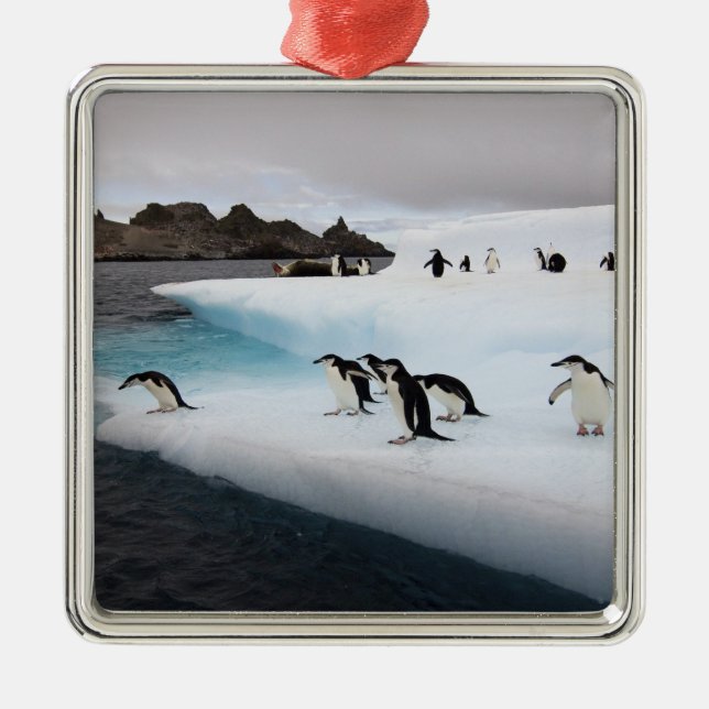 Chinstrap Penguins Silbernes Ornament (Vorne)