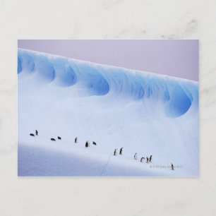 Chinstrap Penguins   Süd-Orkney-Inseln Postkarte
