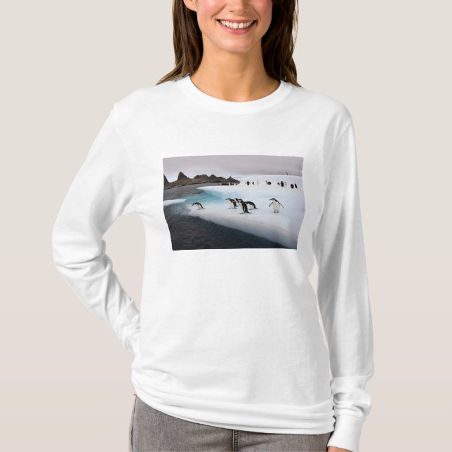 Chinstrap Penguins T-Shirt (Vorderseite)