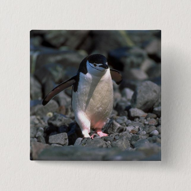 Chinstrap Pinguin Button (Vorderseite)