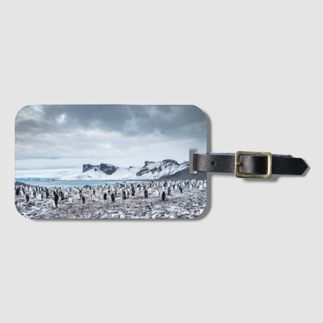 Chinstrap Pinguin-Kolonien-Landschaft Gepäckanhänger (Vorderseite (Horizontal))