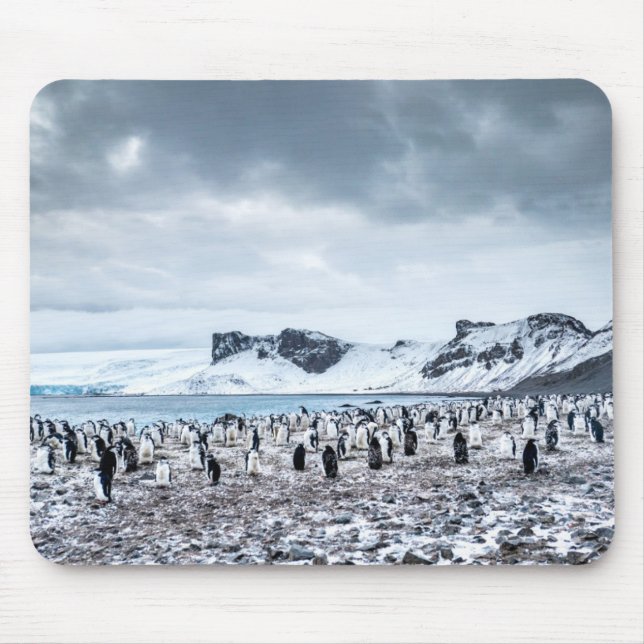 Chinstrap Pinguin-Kolonien-Landschaft Mousepad (Vorne)