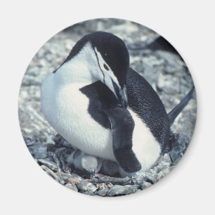 Chinstrap Pinguin Magnet