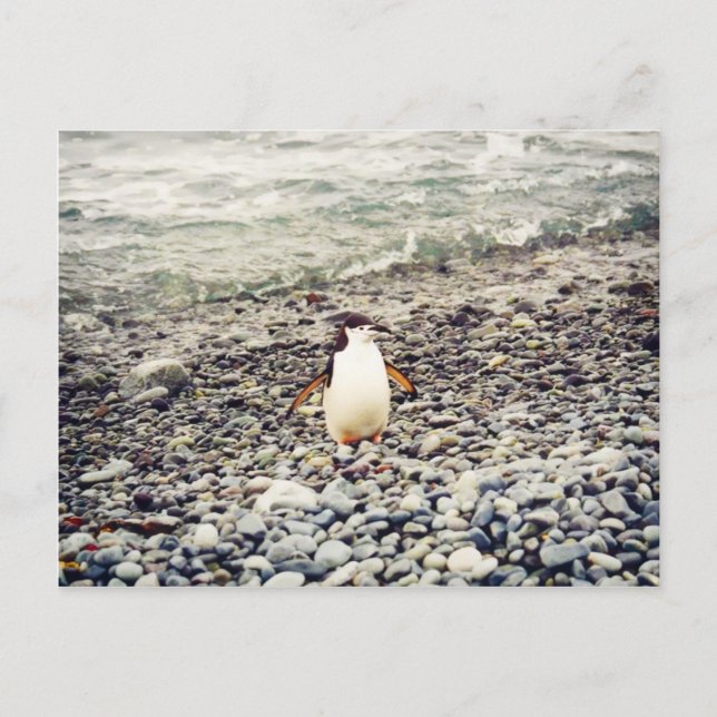 Chinstrap Pinguin, Postkarte (Vorderseite)
