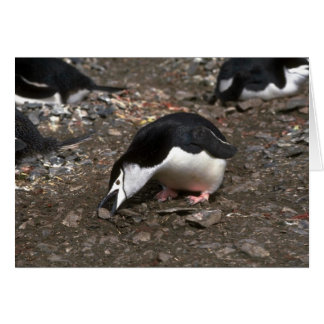 Chinstrap Pinguin sammeln Stein für Nest Offeri