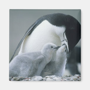 Chinstrap Pinguine, Pygoscelis die Antarktis), Magnet