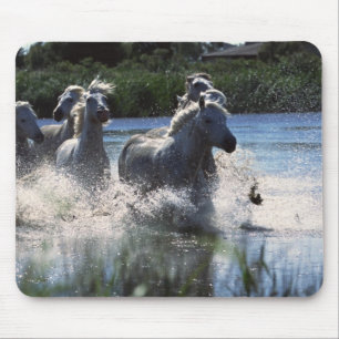 Chintoteague Ponies Crossing Channel Mousepad