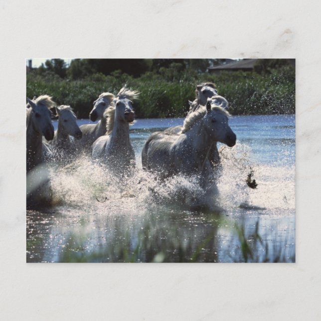 Chintoteague Ponies Crossing Channel Postkarte (Vorderseite)