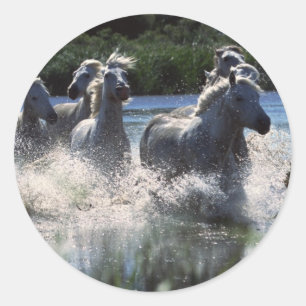 Chintoteague Ponies Crossing Channel Runder Aufkleber