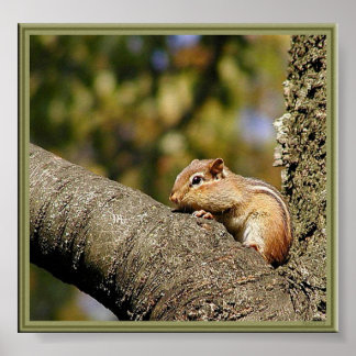 Chip oder Dale? Poster