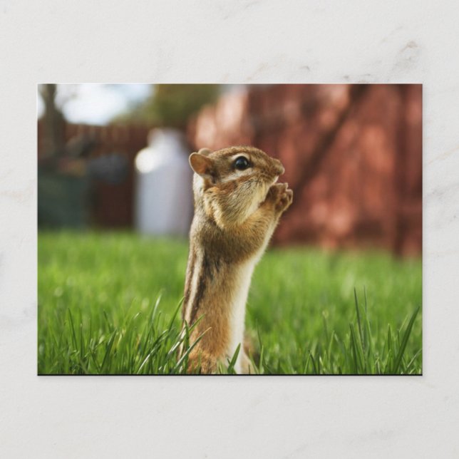 Chipmun Praying Postkarte (Vorderseite)