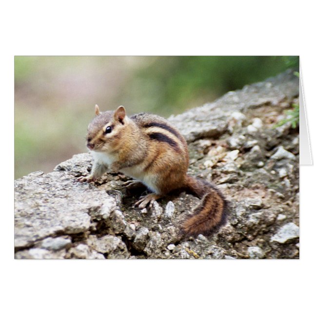 Chipmunk (Vorderseite (Horizontal))