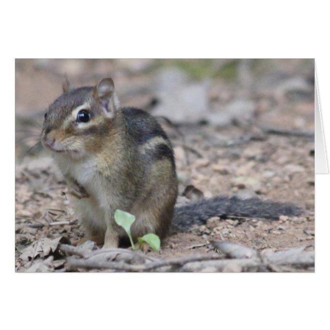 Chipmunk (Vorderseite (Horizontal))