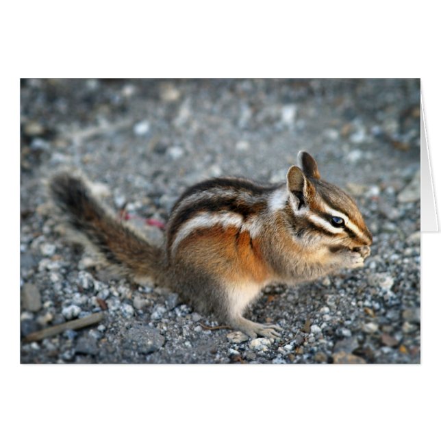 Chipmunk (Vorderseite (Horizontal))