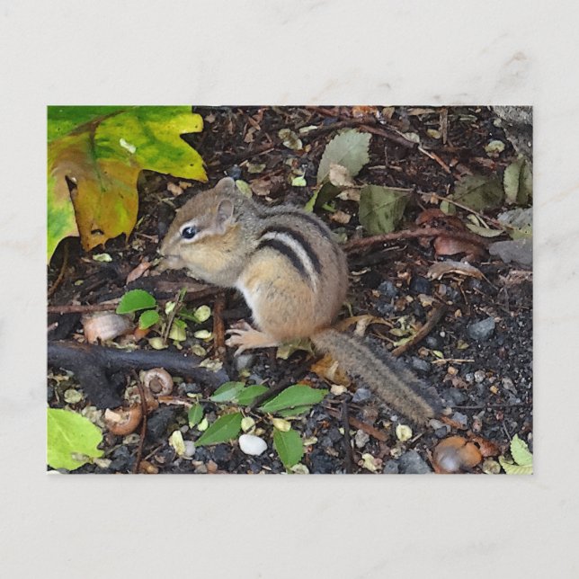 Chipmunk #2 Postkarte (Vorderseite)