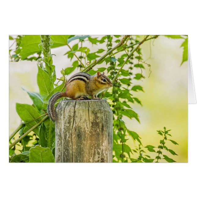 Chipmunk an einem Zaun (Vorderseite (Horizontal))