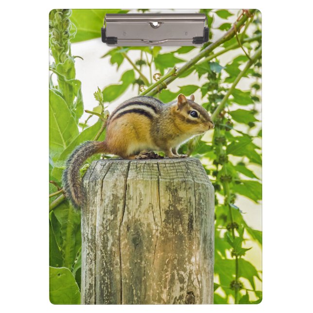 Chipmunk an einem Zaun Klemmbrett (Vorderseite)