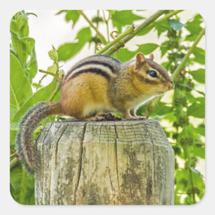 Chipmunk an einem Zaun Quadratischer Aufkleber