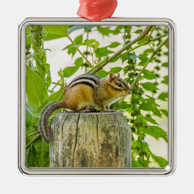 Chipmunk an einem Zaun Silbernes Ornament (Vorne)
