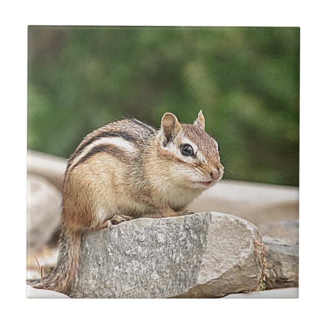 Chipmunk auf einem Felsen Fliese (Vorderseite)
