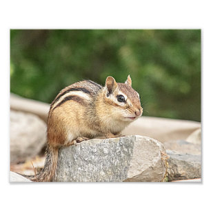 Chipmunk auf einem Felsen Fotodruck