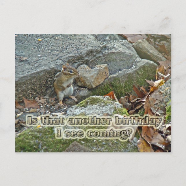 Chipmunk auf Rock Items zum Geburtstag Postkarte (Vorderseite)