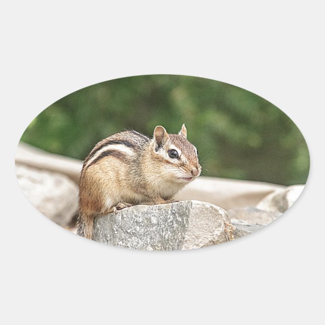 Chipmunk auf Stein Ovaler Aufkleber (Vorderseite)
