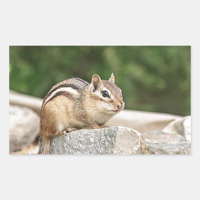 Chipmunk auf Stein Rechteckiger Aufkleber (Vorderseite)