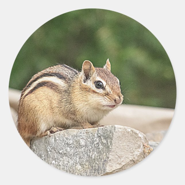 Chipmunk auf Stein Runder Aufkleber (Vorderseite)