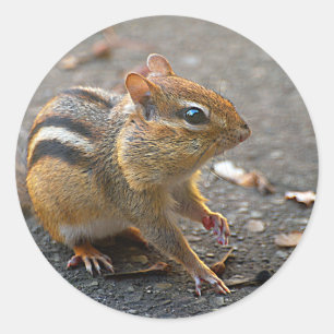 Chipmunk-Aufkleber Runder Aufkleber