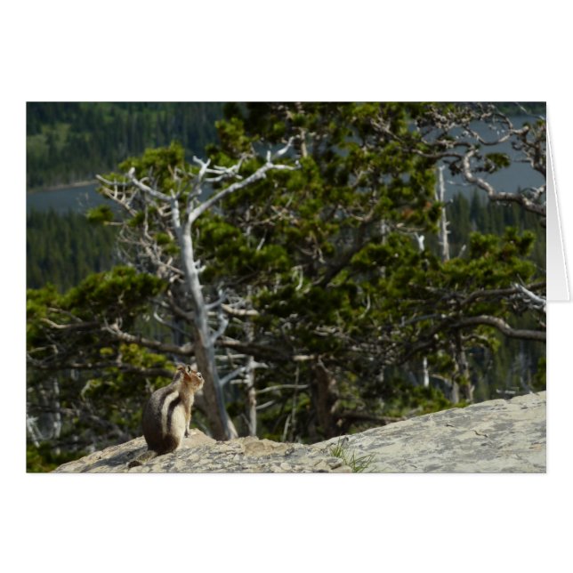 Chipmunk bei Two Medicine Lake Overlook (Vorderseite (Horizontal))
