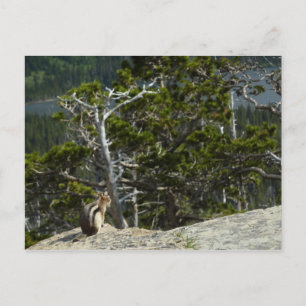 Chipmunk bei Two Medicine Lake Overlook Postkarte
