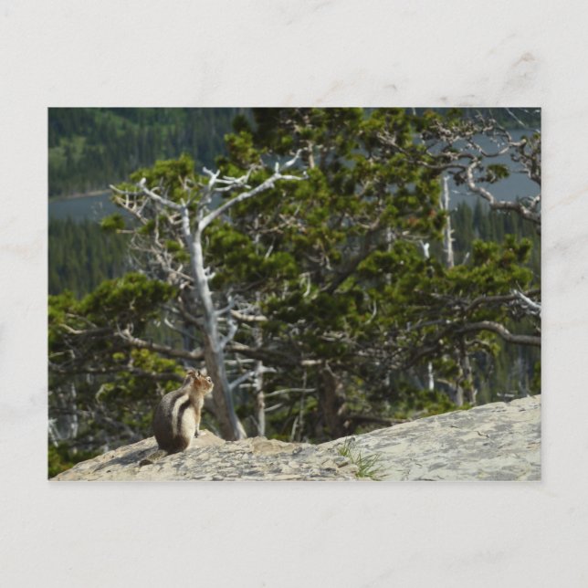 Chipmunk bei Two Medicine Lake Overlook Postkarte (Vorderseite)