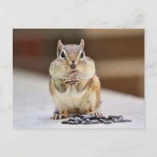Chipmunk-Bild Postkarte