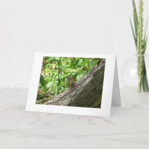 Chipmunk, Botanischer Garten in New York Karte