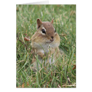 Chipmunk Cheekcard