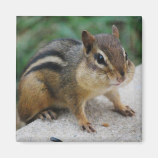 Chipmunk Cheeks Magnet