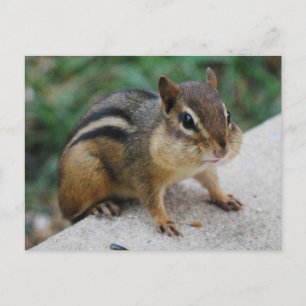 Chipmunk Cheeks Postkarte