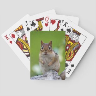 Chipmunk, der auf einem Felsen sitzt Spielkarten