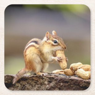 Chipmunk, der eine Erdnuss isst Rechteckiger Pappuntersetzer