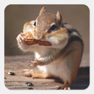 Chipmunk, der sein Gesicht anfüllt Quadratischer Aufkleber