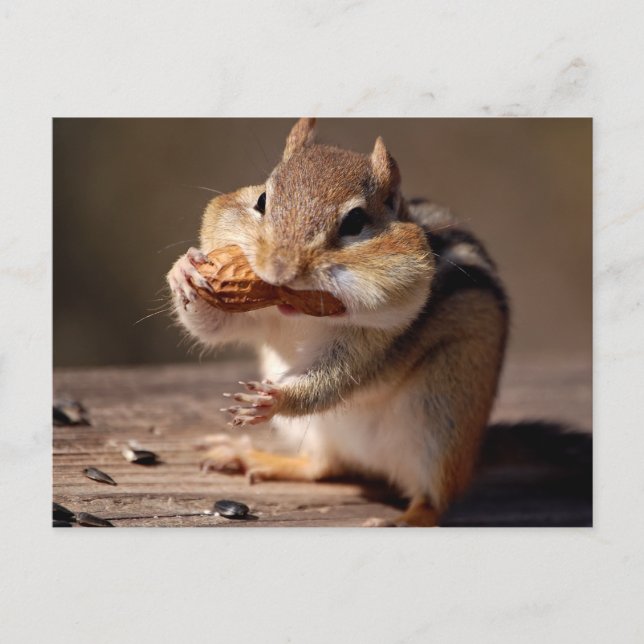 Chipmunk, der sein Gesicht erstickt Postkarte (Vorderseite)
