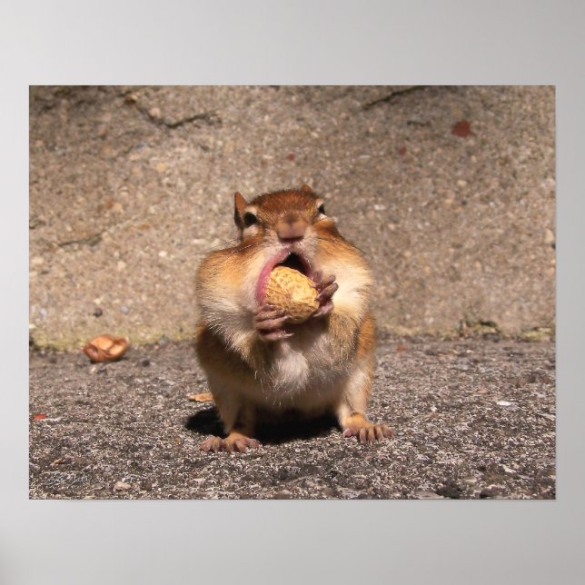Chipmunk - Drucken Poster (Vorne)