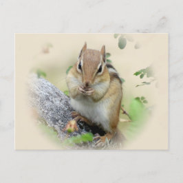 Chipmunk Eating Postkarte