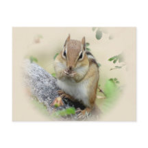 Chipmunk Eating