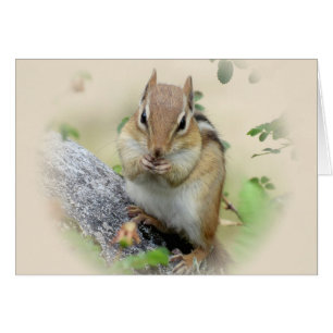 Chipmunk-Essen
