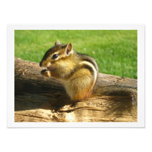 Chipmunk Essing Seeds Fotodruck