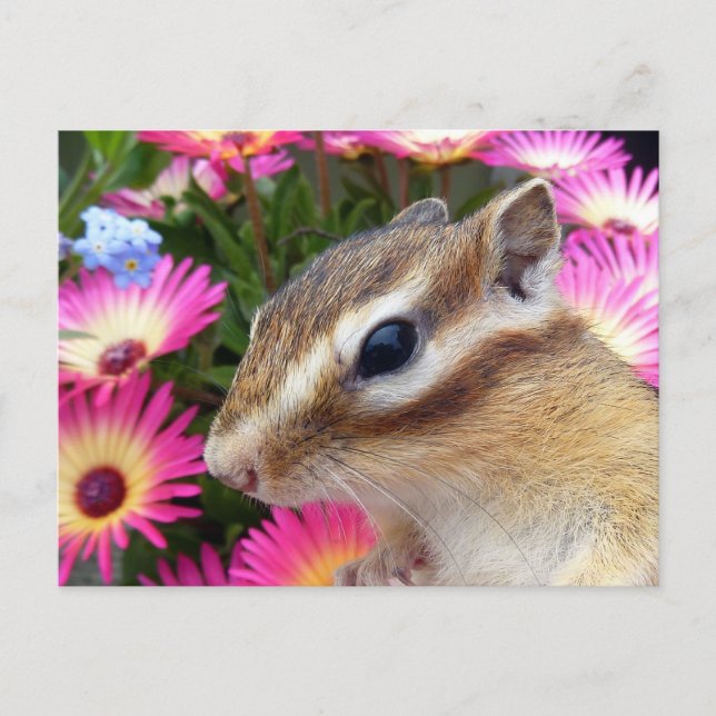 Chipmunk-Foto (30-13) Postkarte (Vorderseite)
