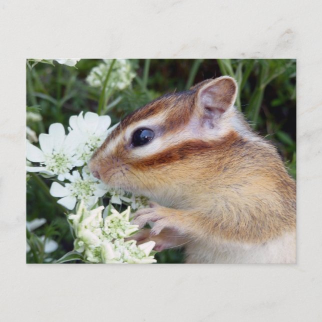 Chipmunk-Foto (30-19) Postkarte (Vorderseite)